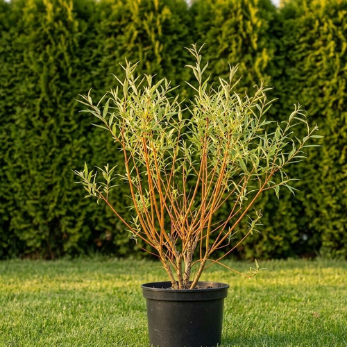 Ива белая Чермезина купить