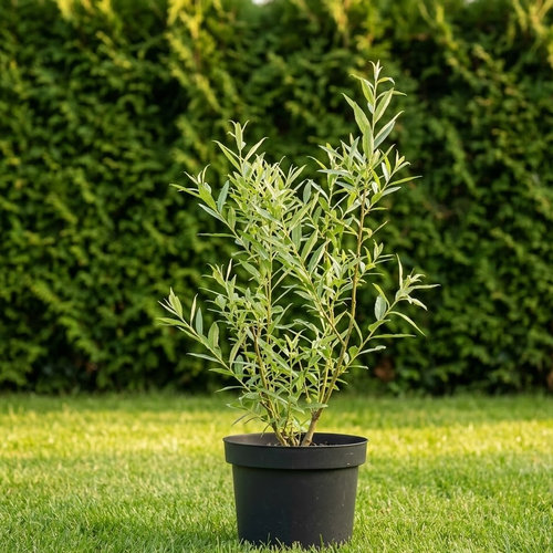 Ива белая Лимпде купить