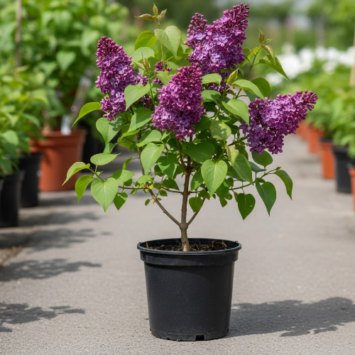 Сирень Веховская купить