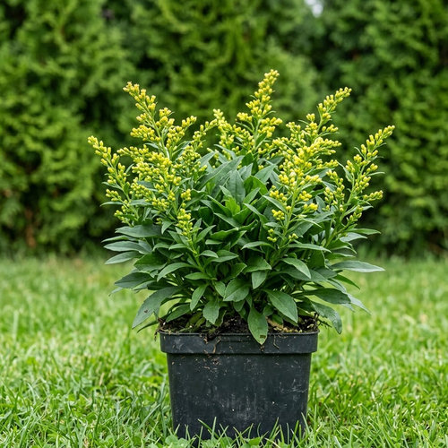 Золотарник Минутиссима купить