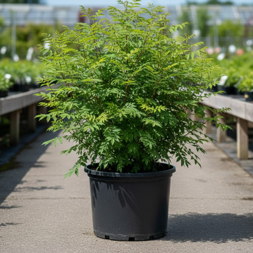 Рябинник рябинолистный  купить