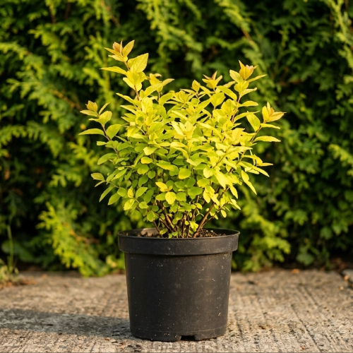 Спирея березолистная Тор купить