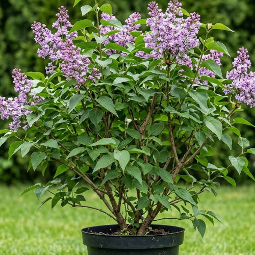 Сирень венгерская Холгер купить