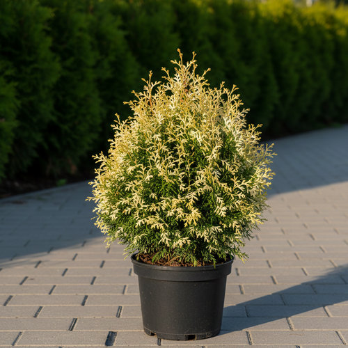 Туя западная Конфетти купить