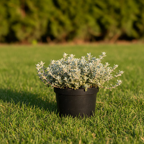 Тимьян ложнопушистый купить