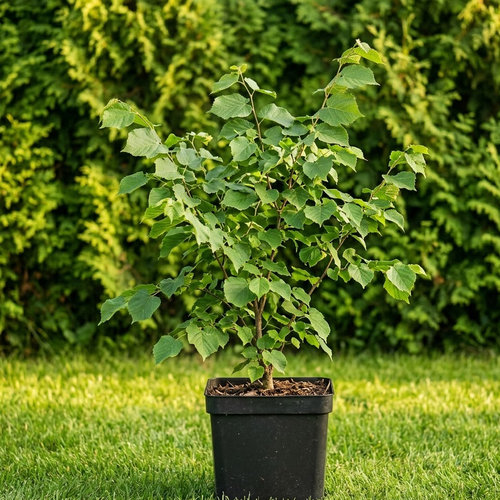 Липа мелколистная Roveal купить