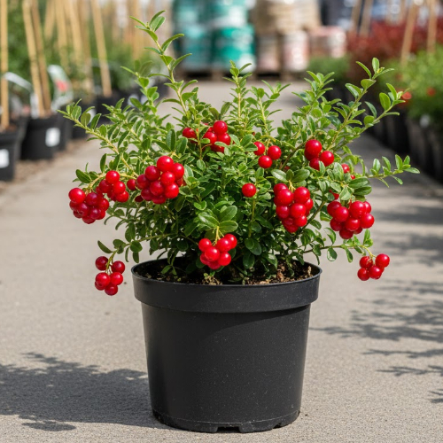 Клюква крупноплодная Ред Стар купить