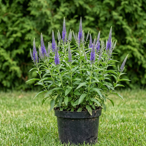 Вероника длиннолистная Эвелин купить