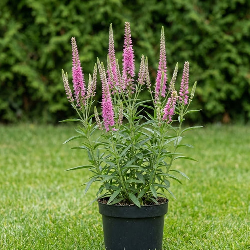 Вероника длиннолистная Роял пинк купить