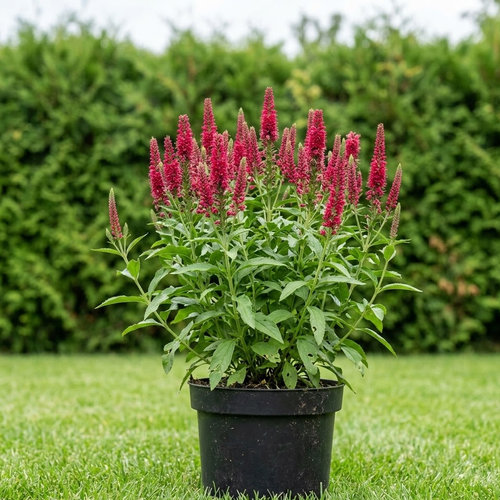 Вероника колосковая Rotfuchs купить