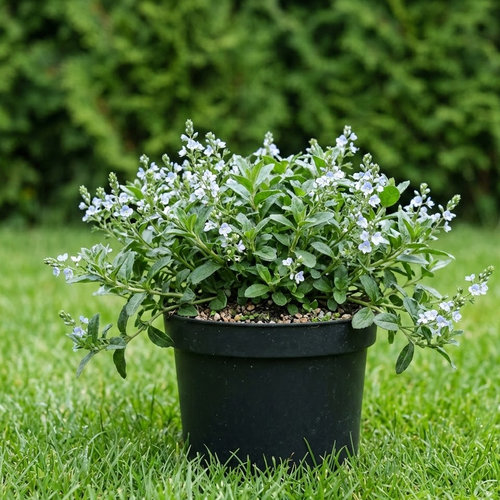 Вероника Суркулоса купить