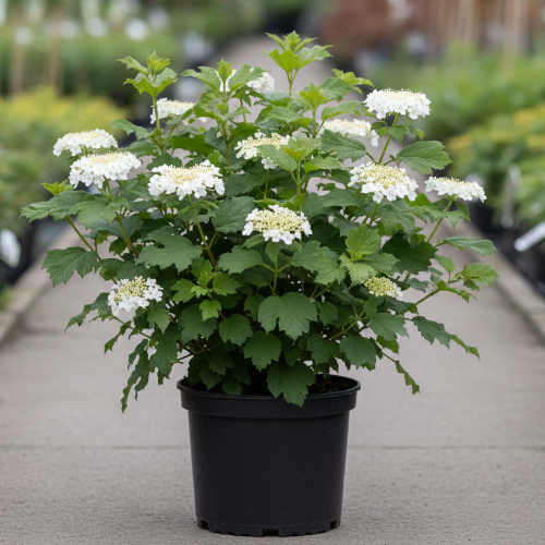 Калина обыкновенная Компактум купить