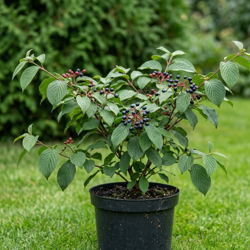 Калина складчатая Ланарт купить