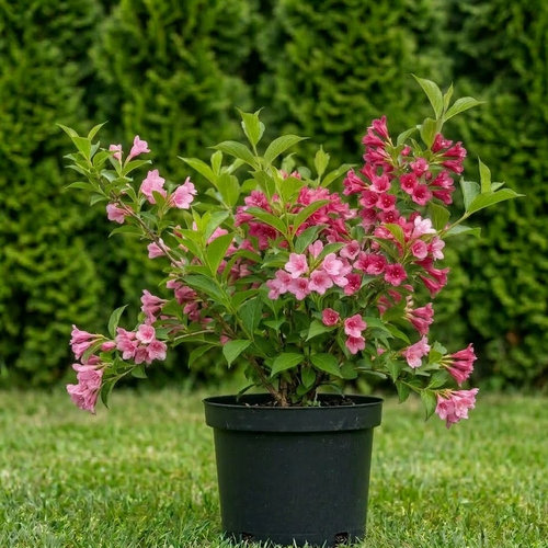 Вейгела гибридная Стириака купить