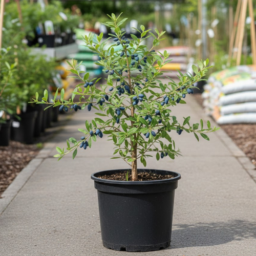 Жимолость Пушкинская купить